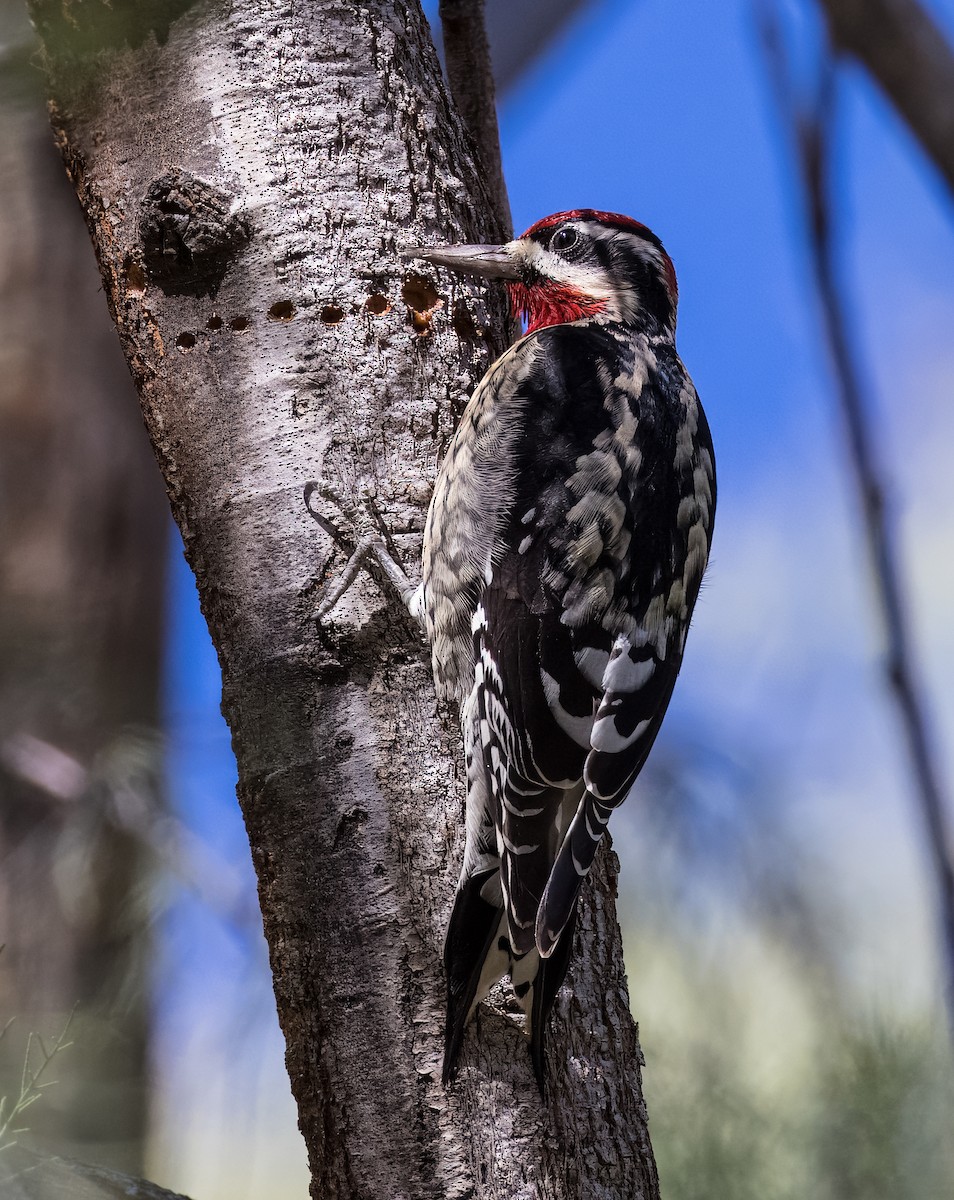 Red-naped Sapsucker - ML646429999