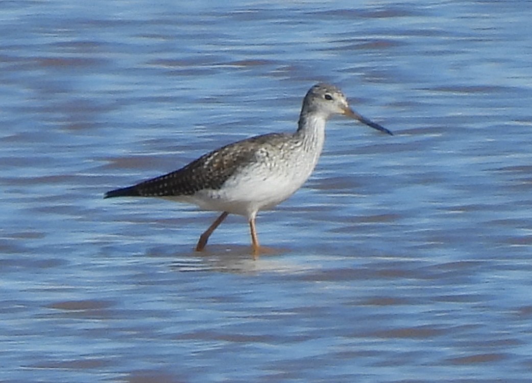 Büyük Sarıbacak - ML646430000