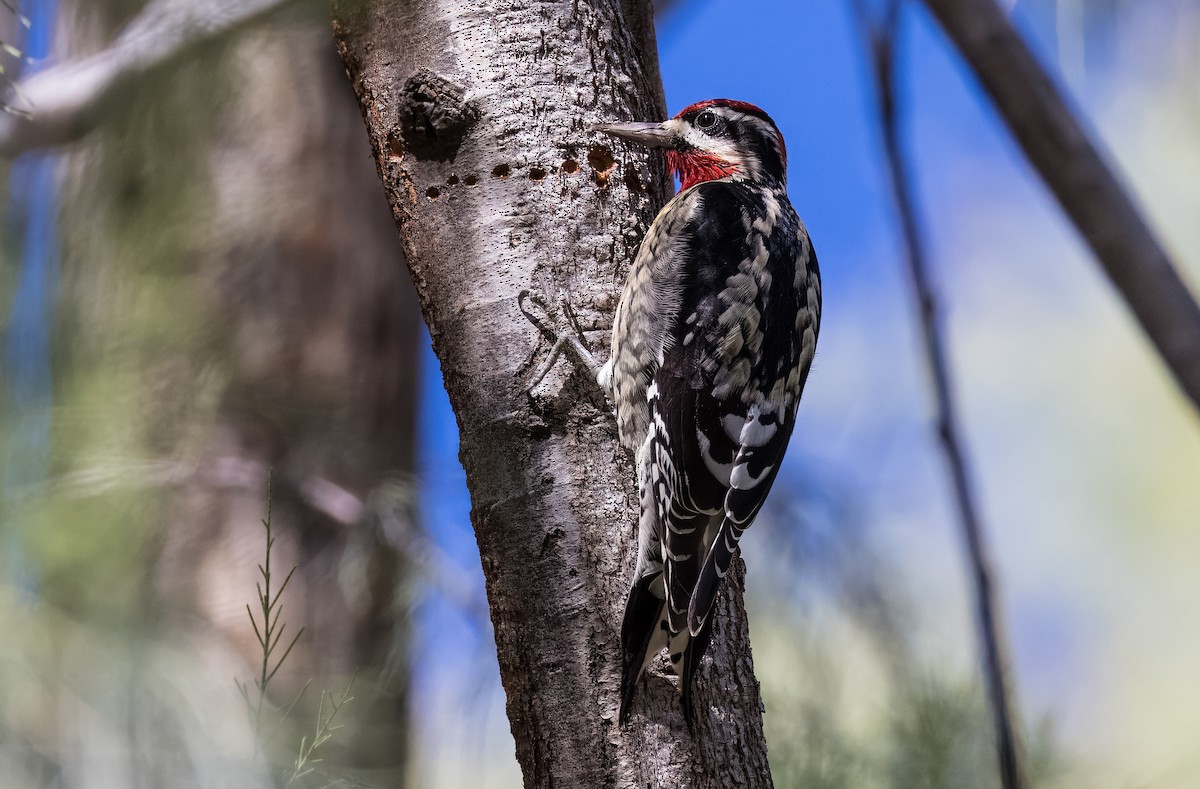 Red-naped Sapsucker - ML646430001