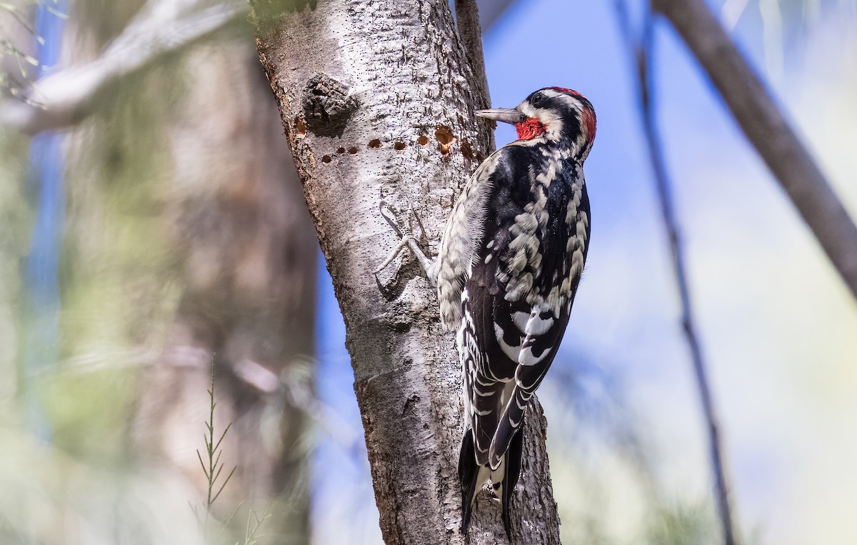 Red-naped Sapsucker - ML646430002