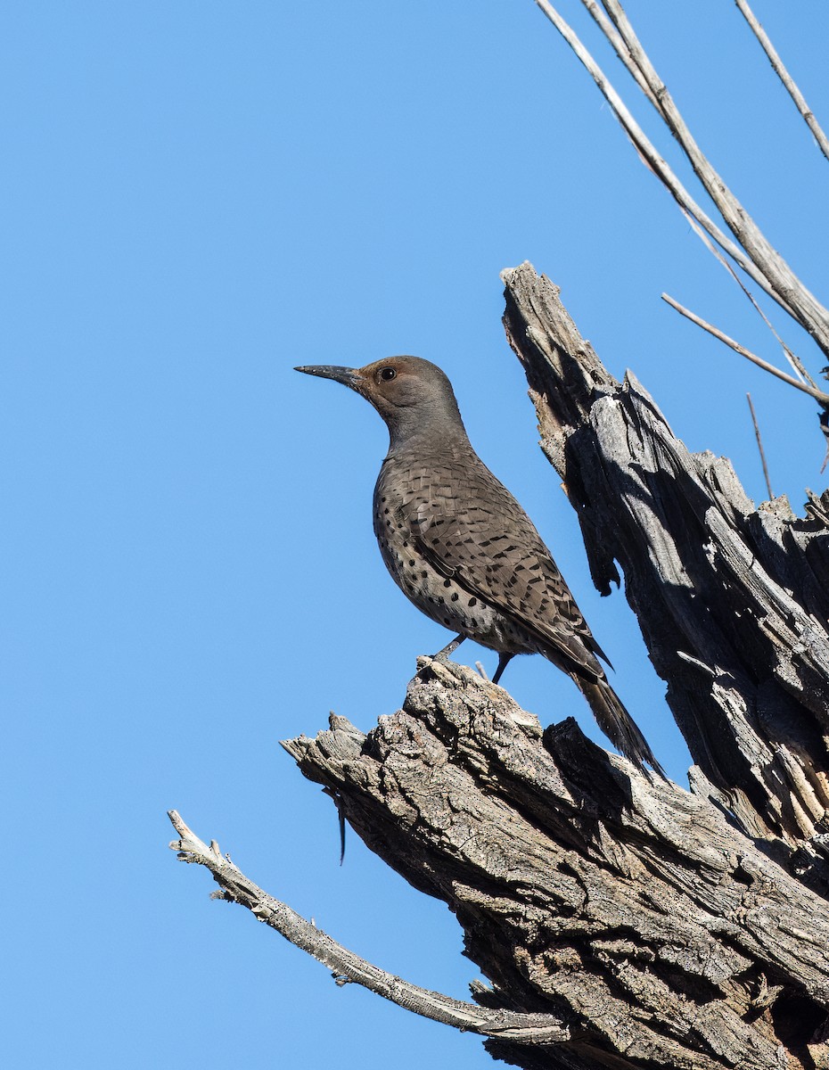 Northern Flicker - ML646430003