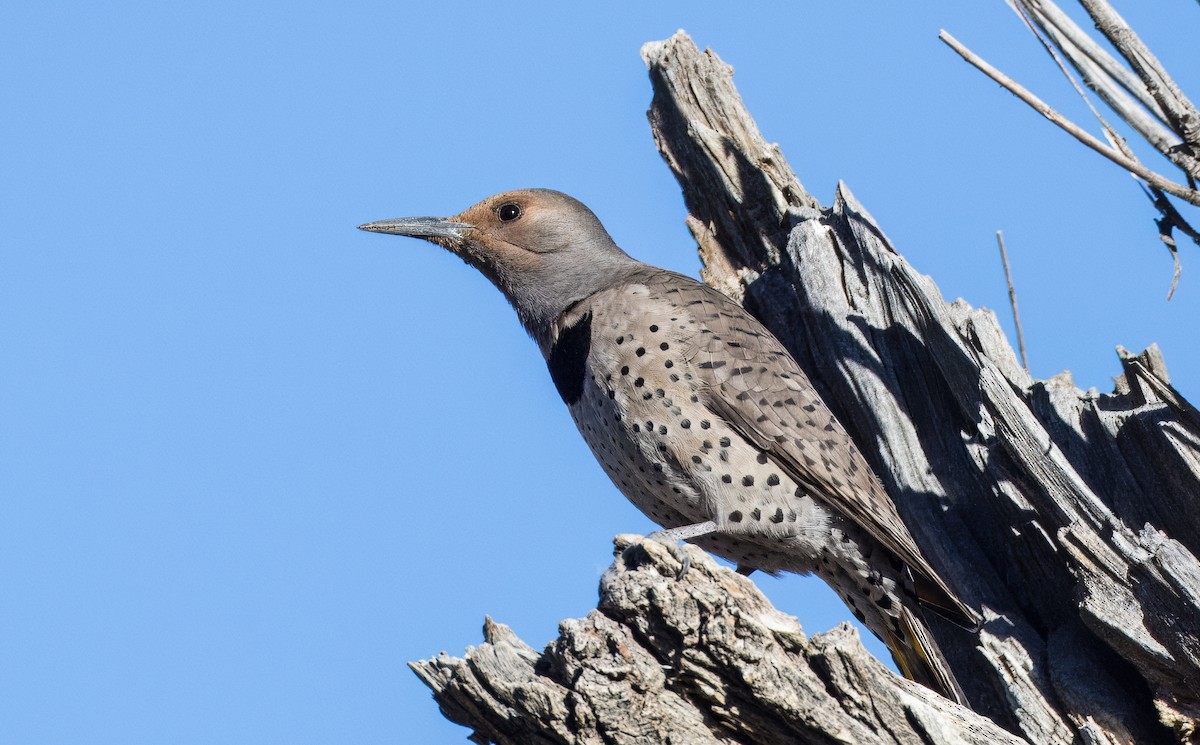 Northern Flicker - ML646430005