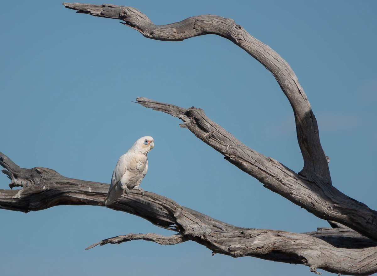 Little Corella - ML646430006
