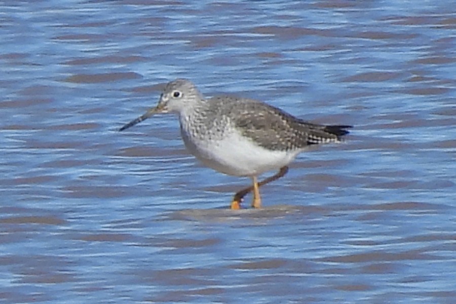 Büyük Sarıbacak - ML646430007