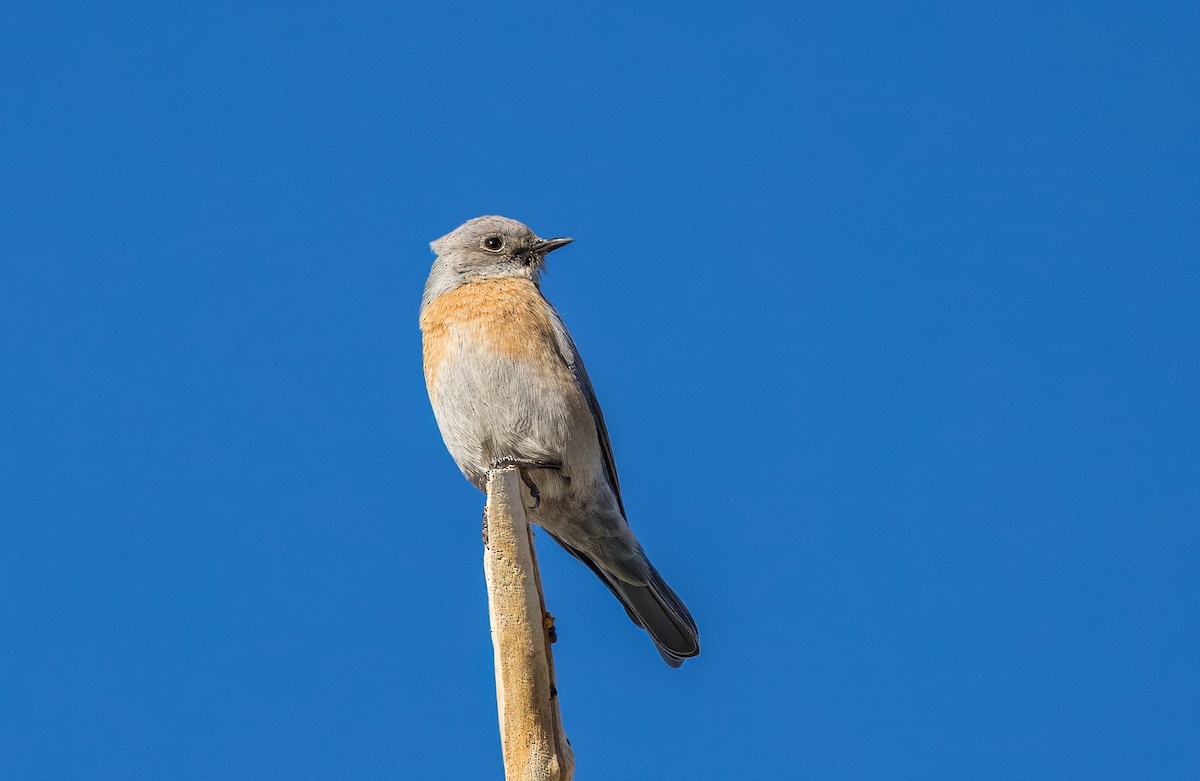 Western Bluebird - ML646430009