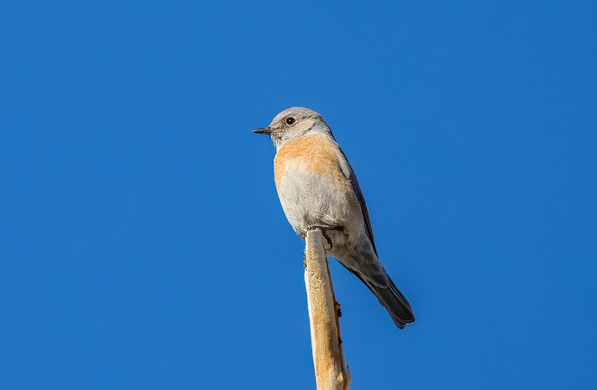 Western Bluebird - ML646430010