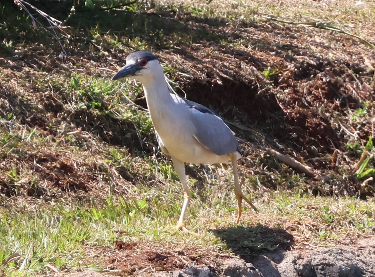 Black-crowned Night Heron - ML646430017