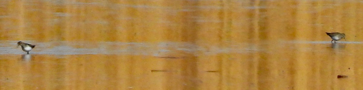 Cüce Kumkuşu - ML646430018