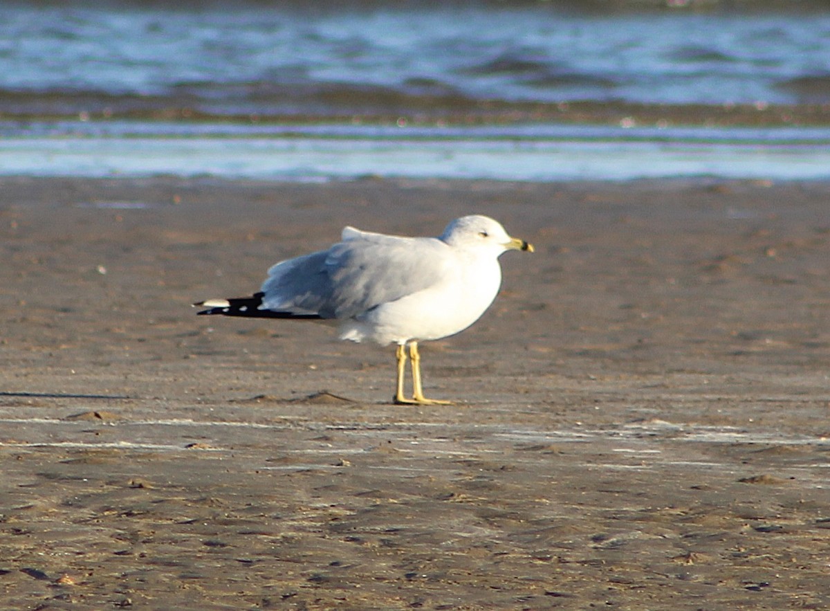 Ring-billed Gull - ML646430019