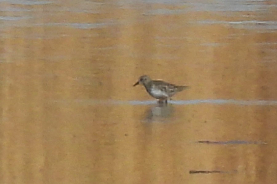 Cüce Kumkuşu - ML646430021