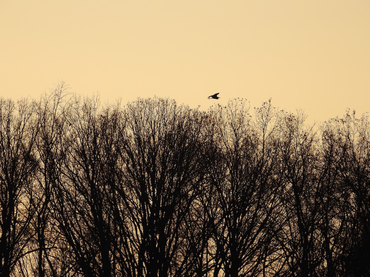 Great Blue Heron - ML646430023