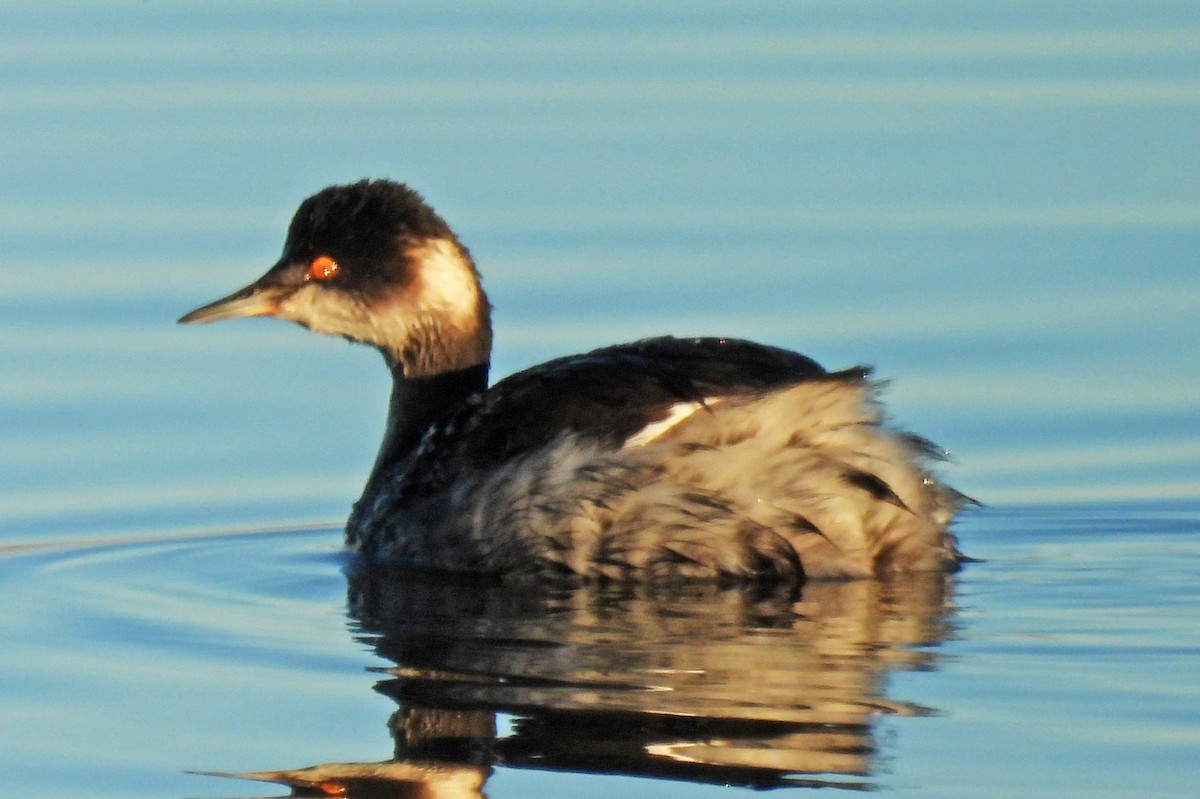 Kara Boyunlu Batağan - ML646430024