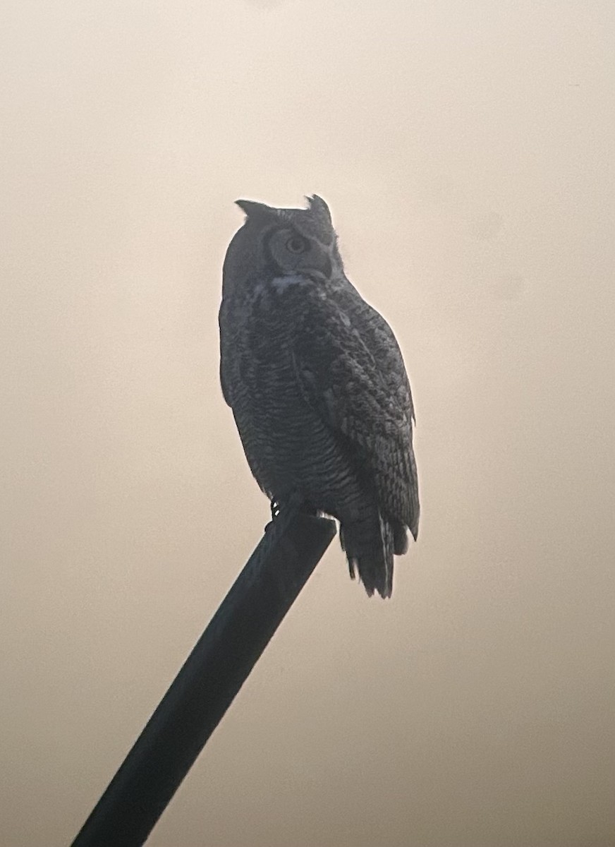 Great Horned Owl - ML646430028