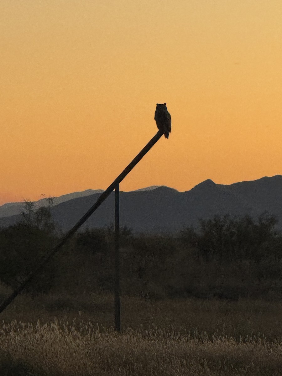 Great Horned Owl - ML646430029