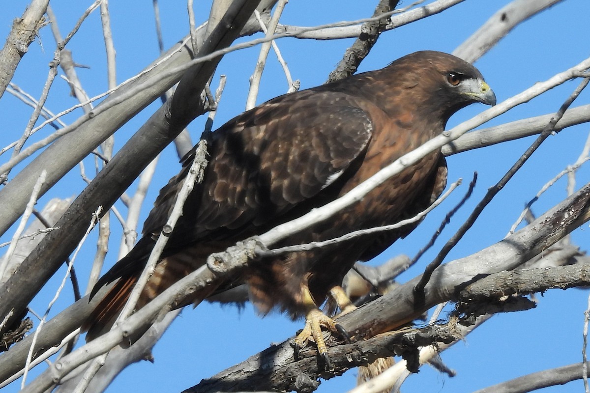 Kızıl Kuyruklu Şahin - ML646430031