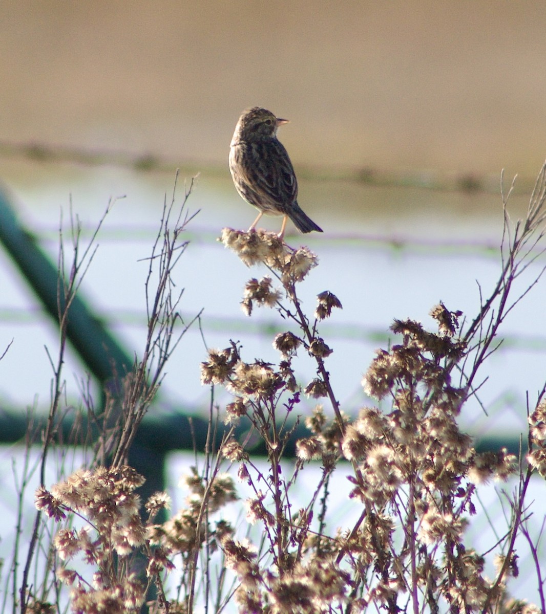 サバンナシトド - ML646430033