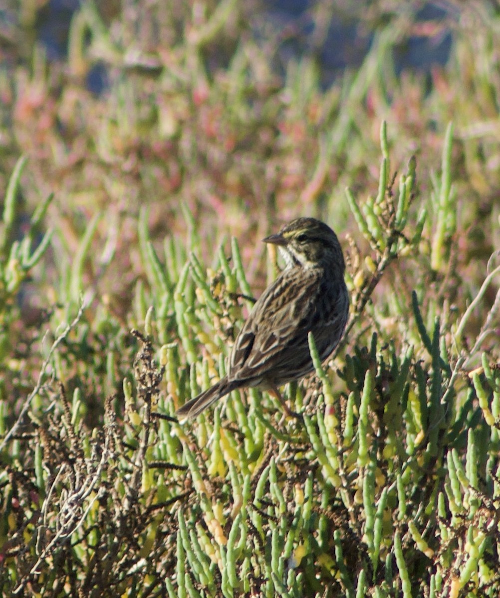 サバンナシトド - ML646430034