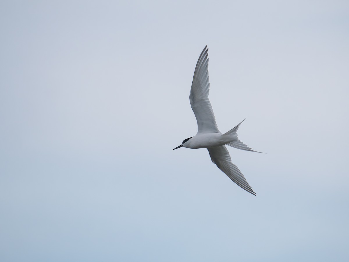 White-fronted Tern - ML646430035