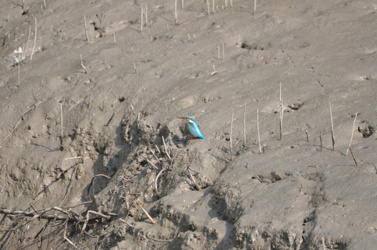 Common Kingfisher - ML646430037