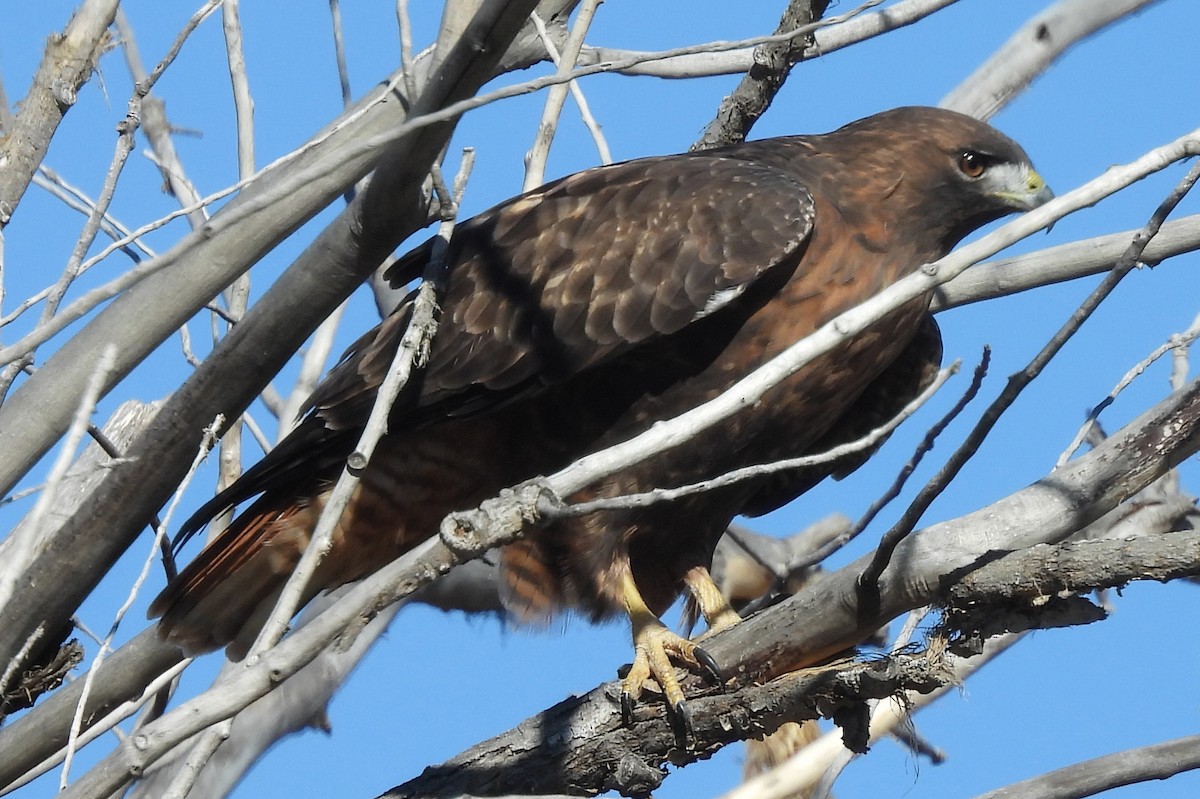 Kızıl Kuyruklu Şahin - ML646430038