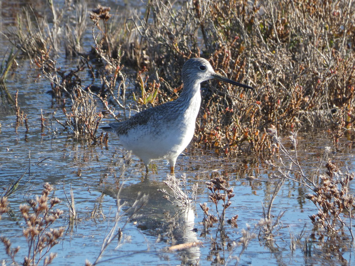 Greater Yellowlegs - ML646430039
