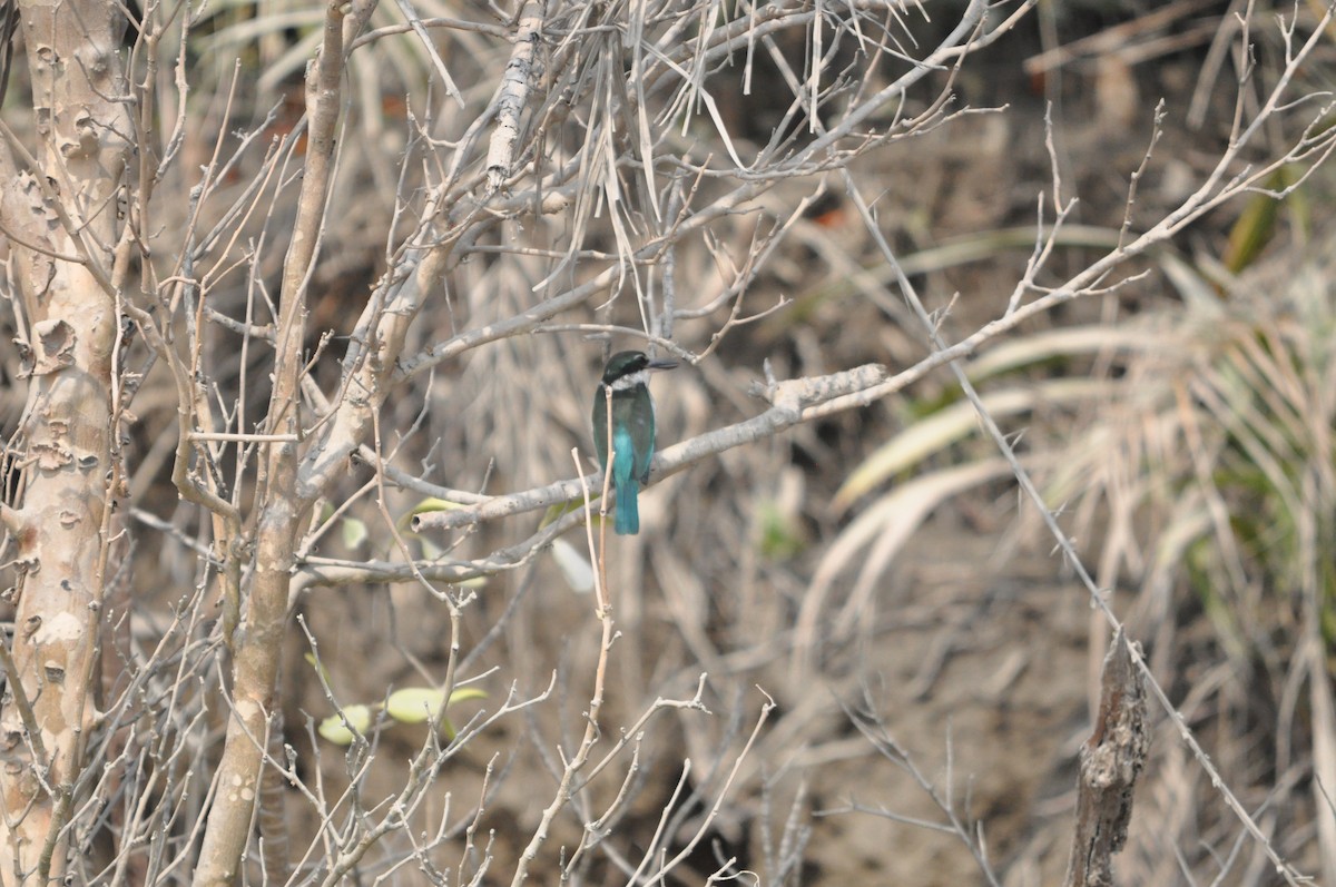 Collared Kingfisher - ML646430040