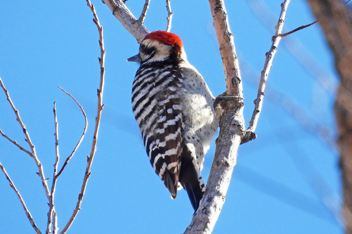 Meksika Alaca Ağaçkakanı - ML646430043