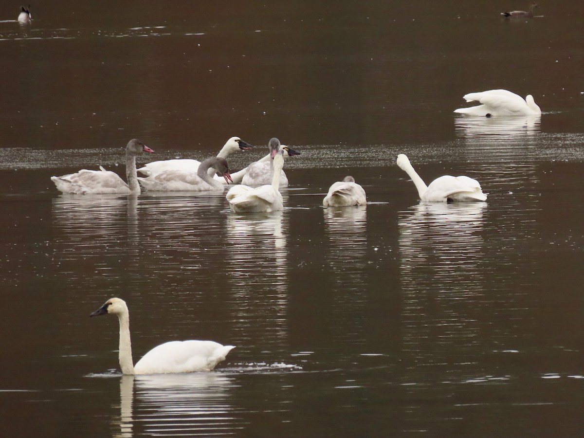 Tundra Swan - ML646430045