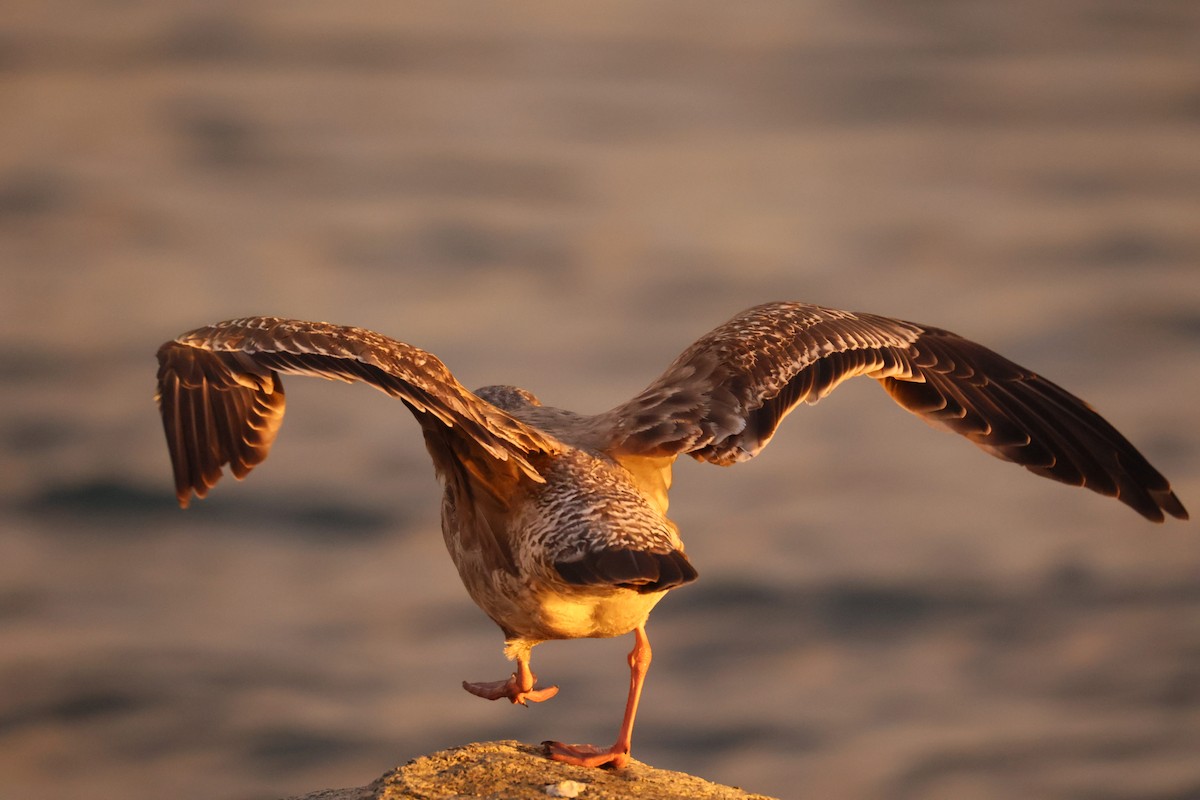 Западная чайка - ML646430055