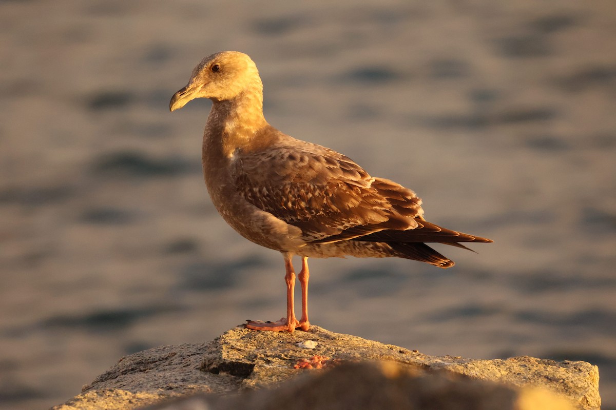 Западная чайка - ML646430056