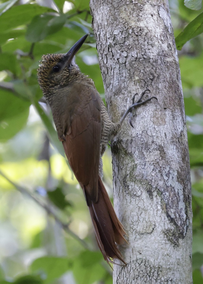 Northern Barred-Woodcreeper - ML646430058
