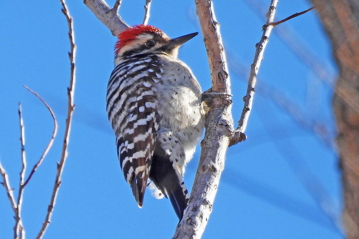 Meksika Alaca Ağaçkakanı - ML646430059