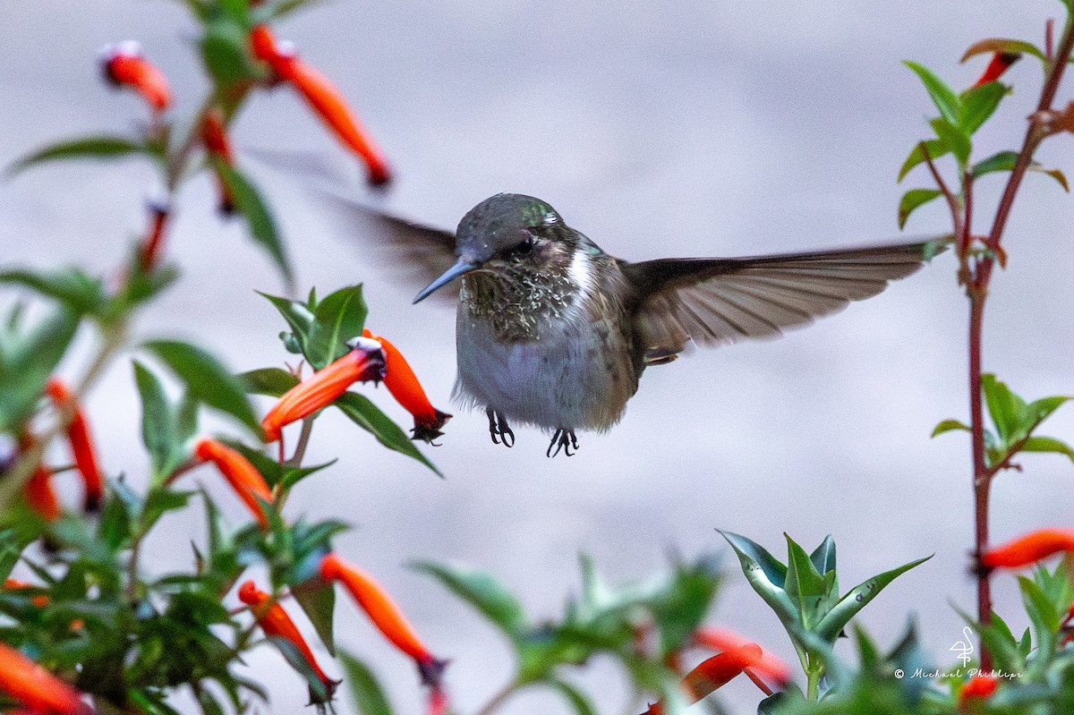 バラエリフトオハチドリ - ML646430060