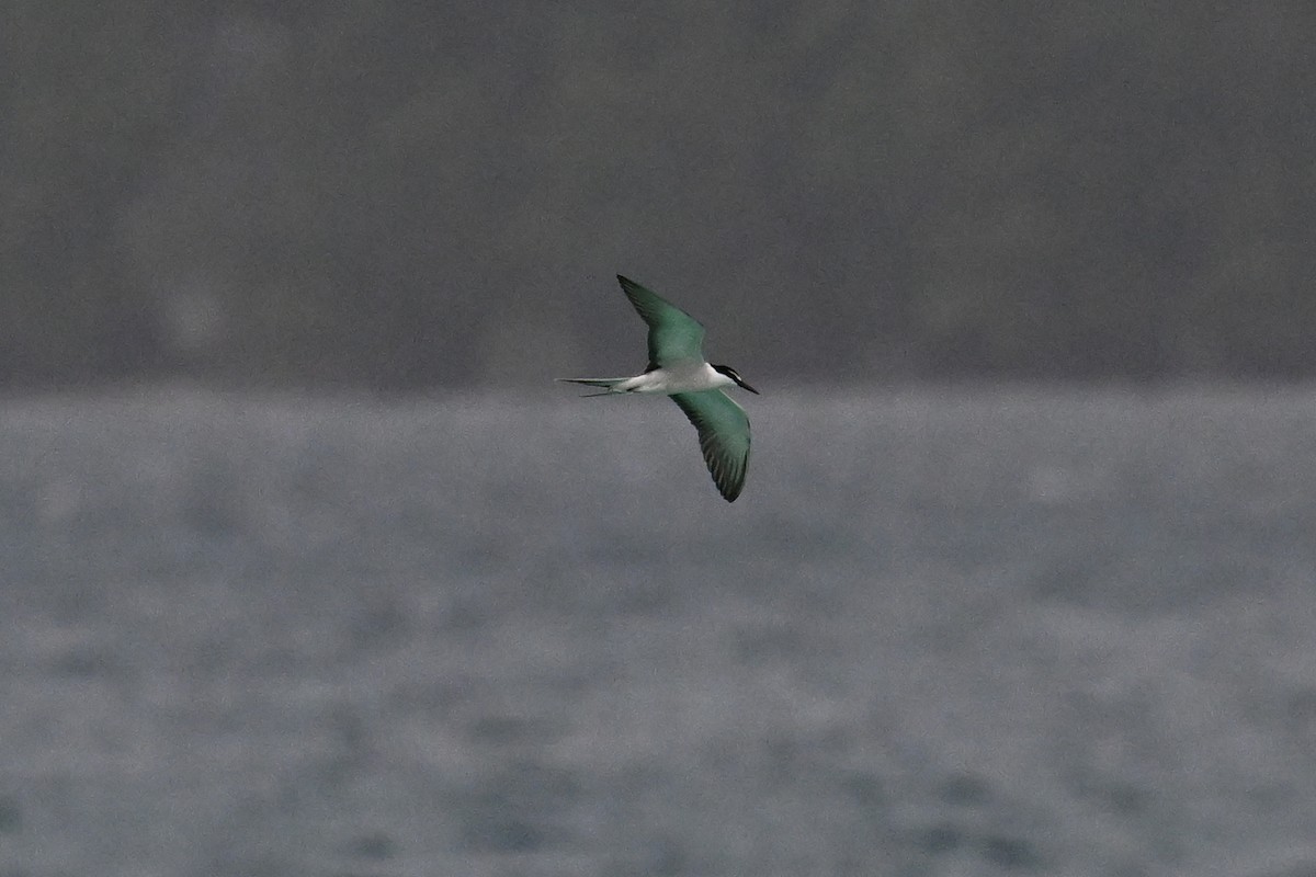 Bridled Tern - ML646430062