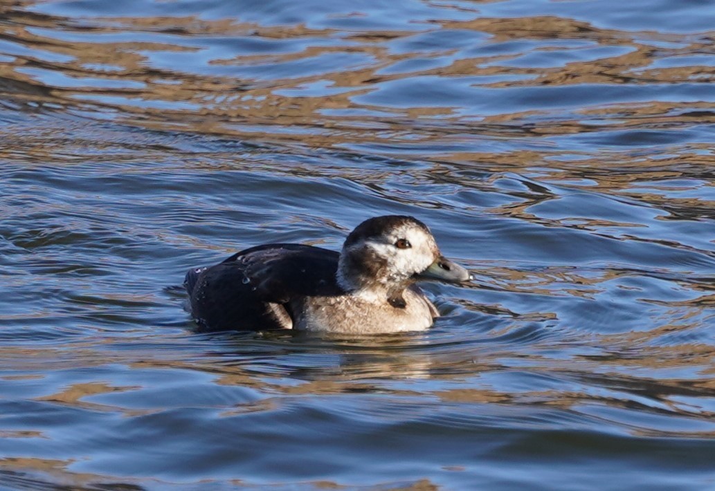 長尾鴨 - ML646430063