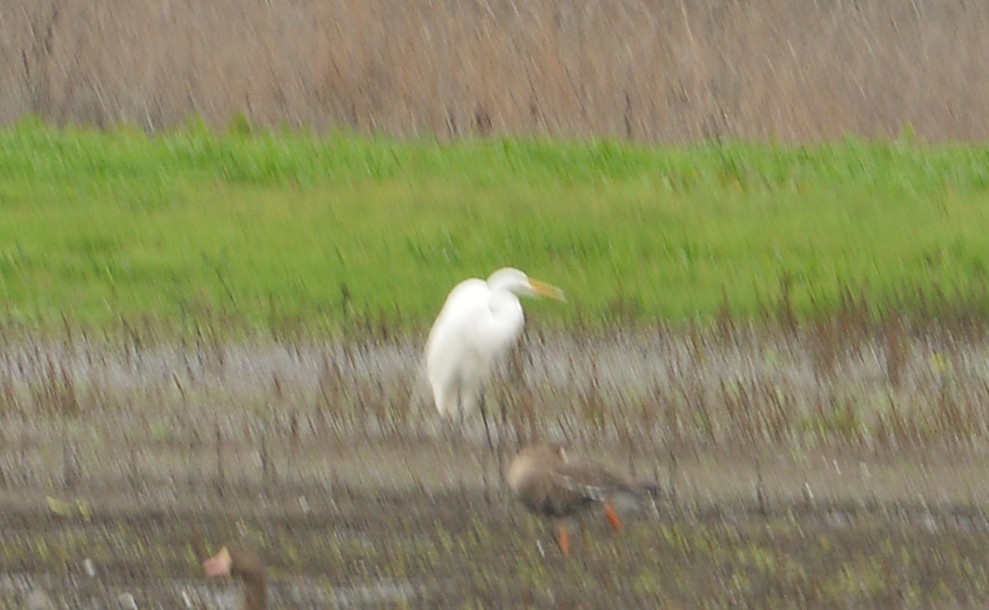 大白鷺 - ML646430064