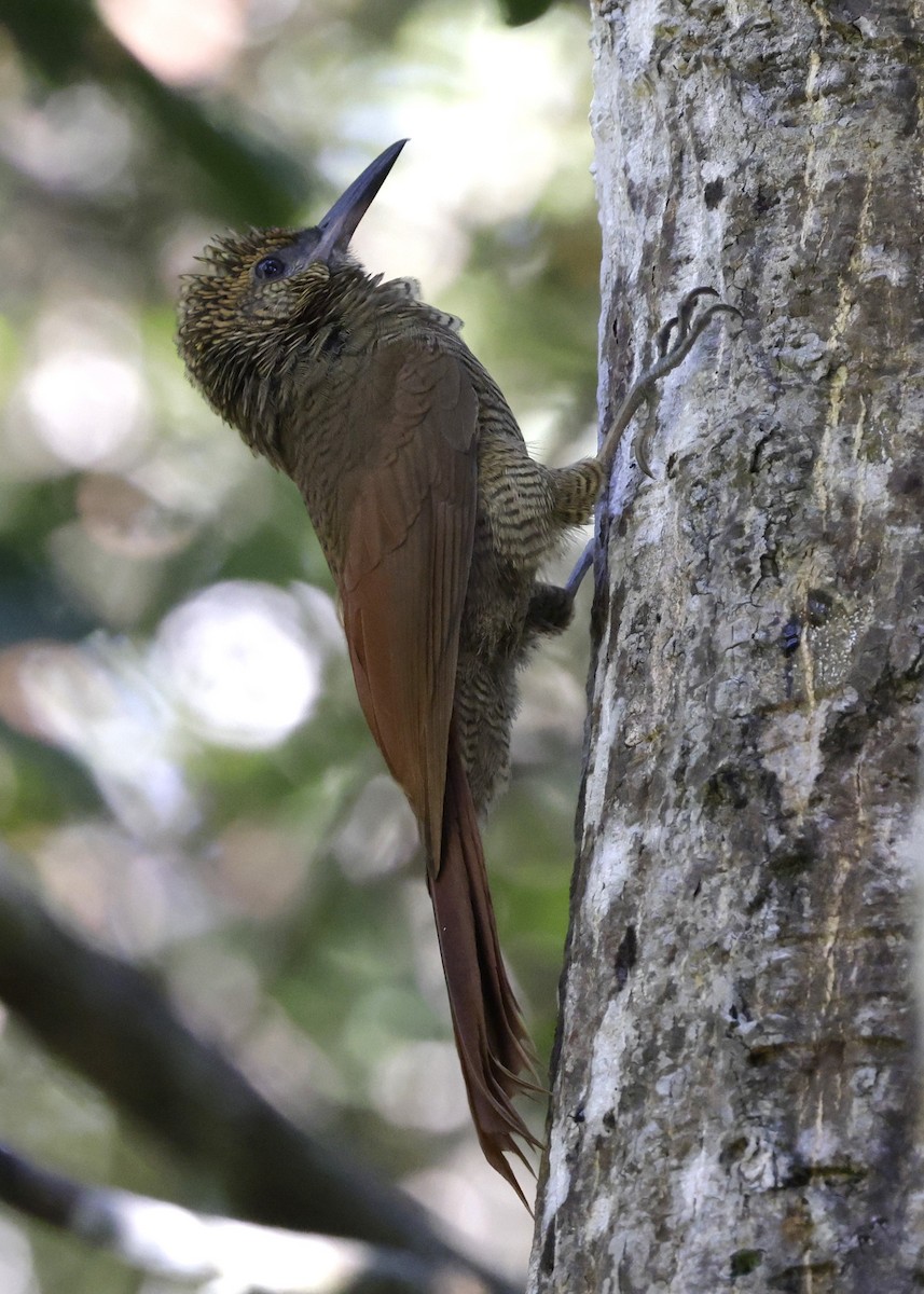 Northern Barred-Woodcreeper - ML646430065