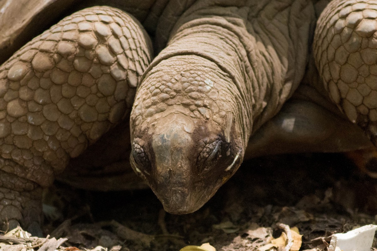 Seychelles Giant Tortoise - ML646430074