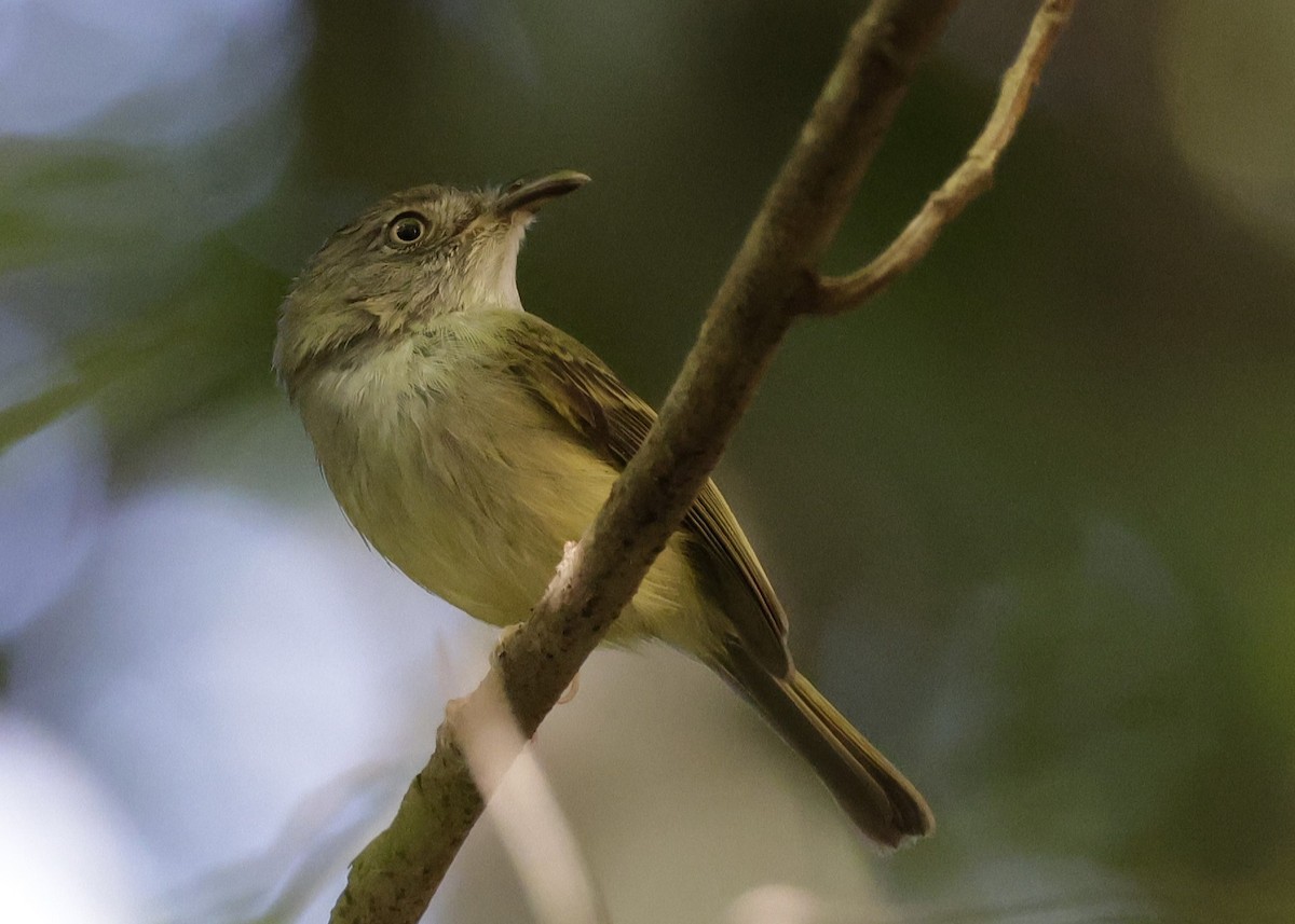 Northern Bentbill - ML646430078