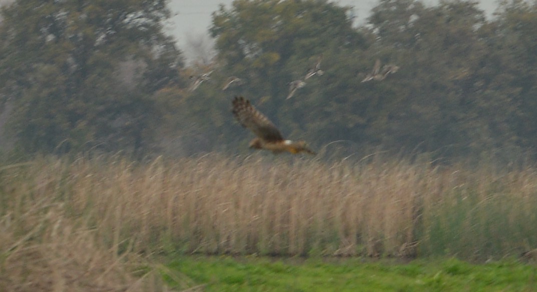 Northern Harrier - ML646430079