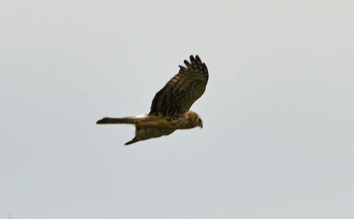 Northern Harrier - ML646430080