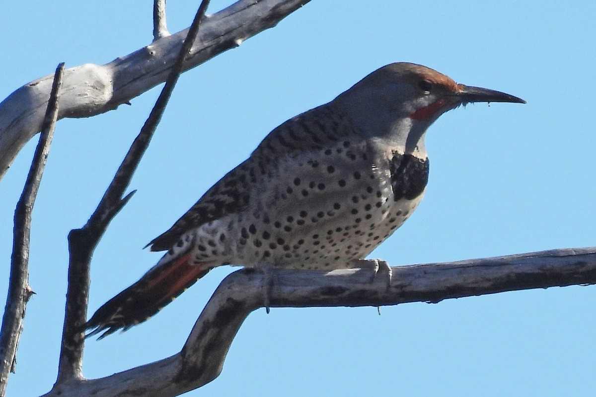 Altın Ağaçkakan [cafer grubu] - ML646430081