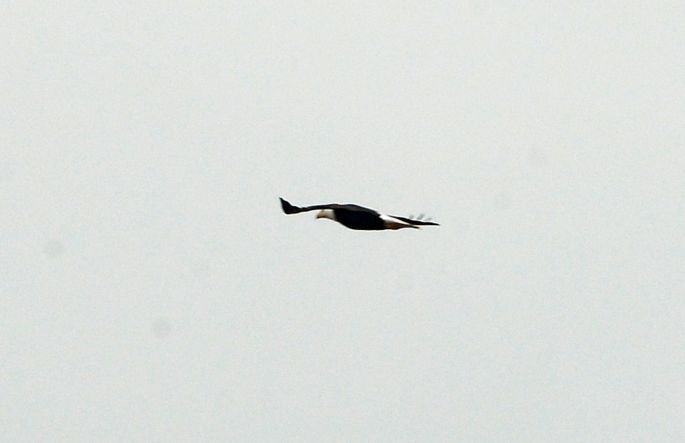 Bald Eagle - ML646430083