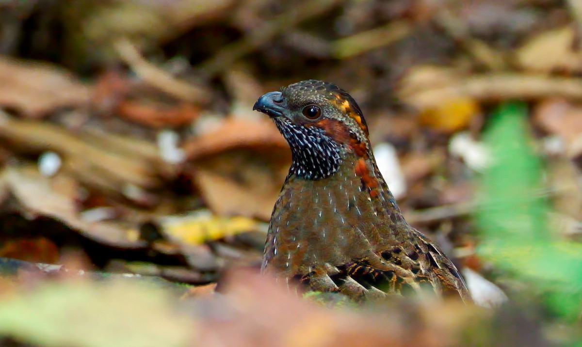 Tocro tacheté - ML646430084