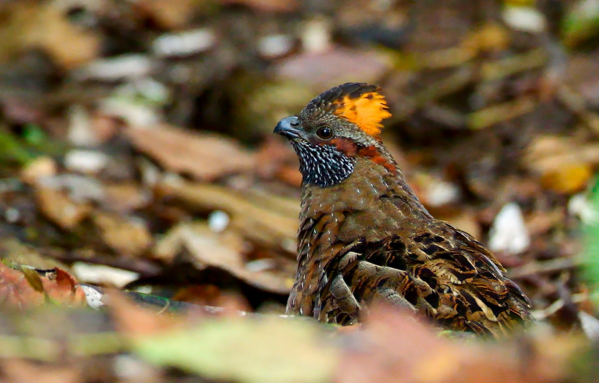 Tocro tacheté - ML646430085