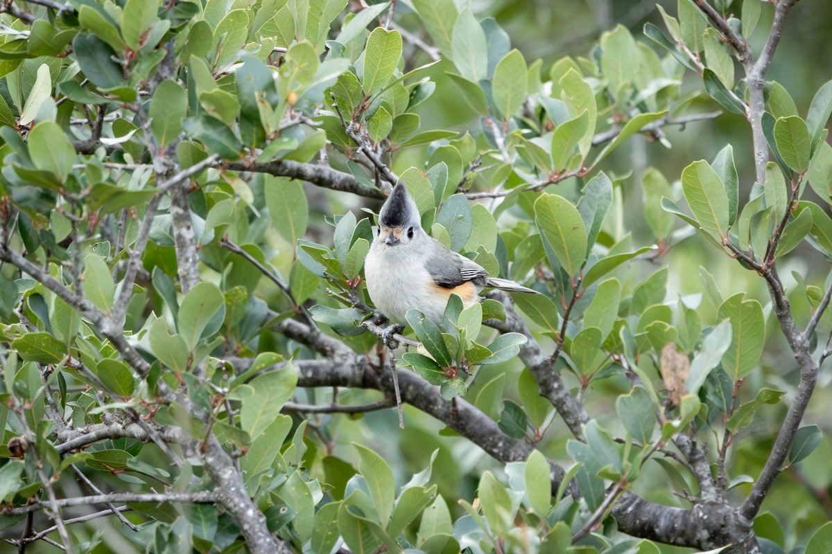 Black-crested Titmouse - ML646430086