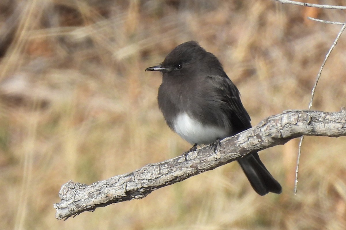 Kara Fibi - ML646430099