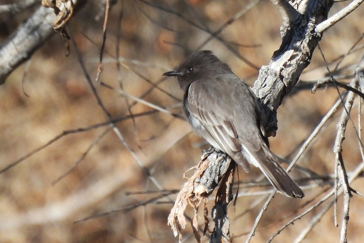 Kara Fibi - ML646430100