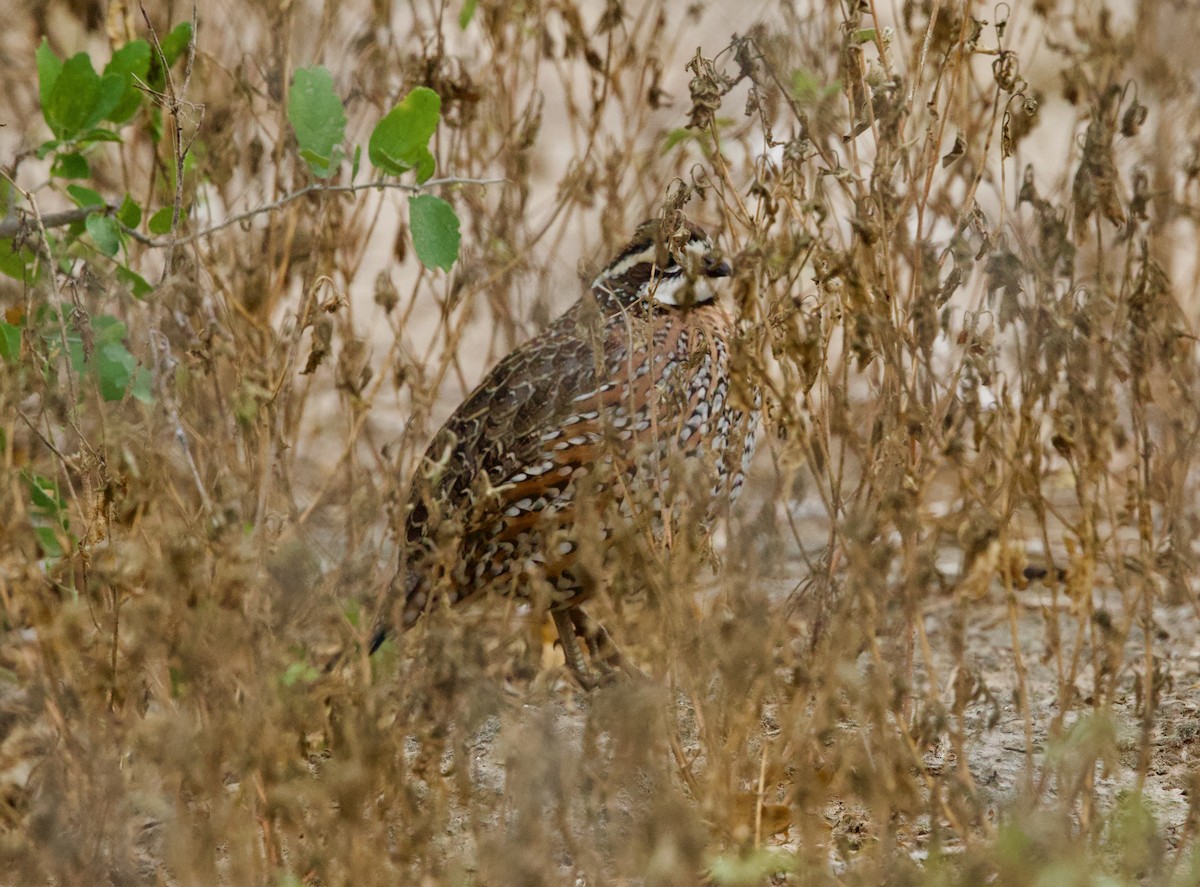 Northern Bobwhite - ML646430101