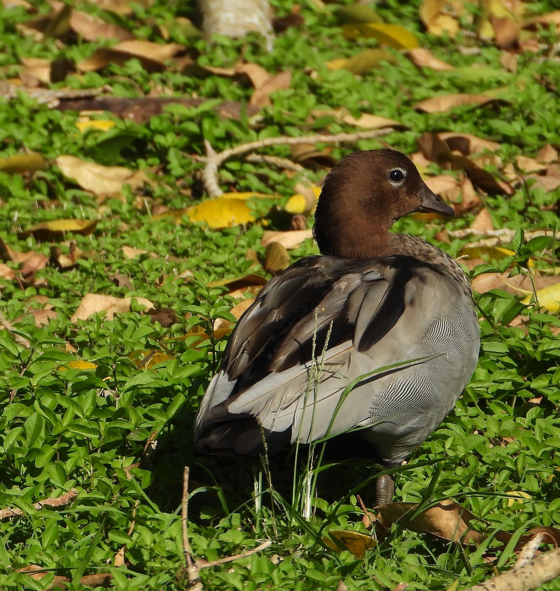 Maned Duck - ML646430104